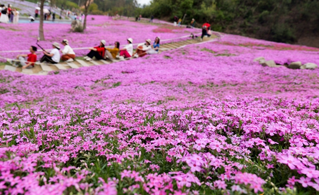 【图说恩施】春暖赏芝樱
